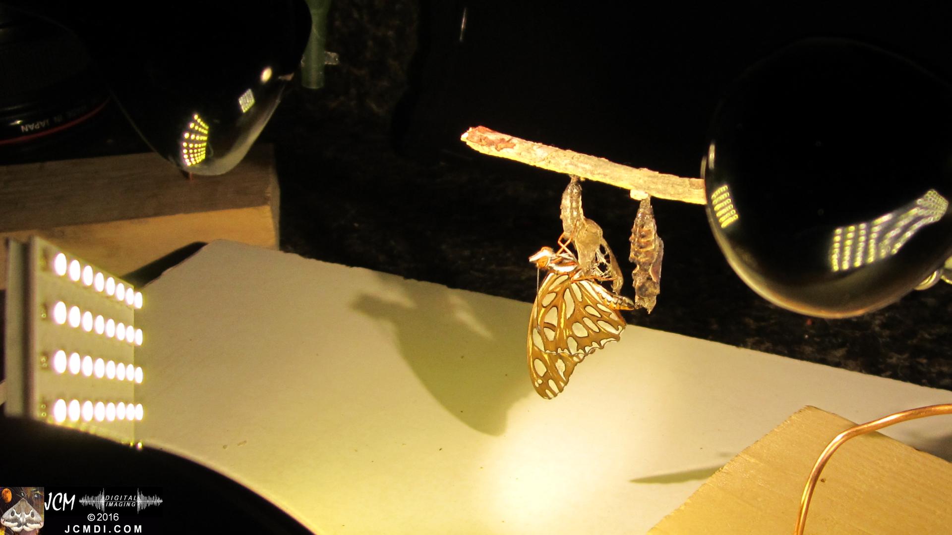 20160919 762 Gulf Fritillary Butterfly Emerged adult in studio.jpg